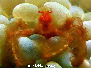 Orangutan Crab
Aniloa, the Philippines by Mickle Huang 